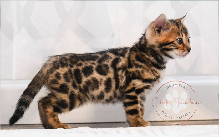 Bengal kitten for sale